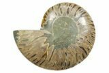 Cut & Polished Ammonite Fossil (Half) - Madagascar #349046-1